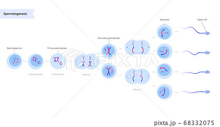 Reproductive system concept 68332075