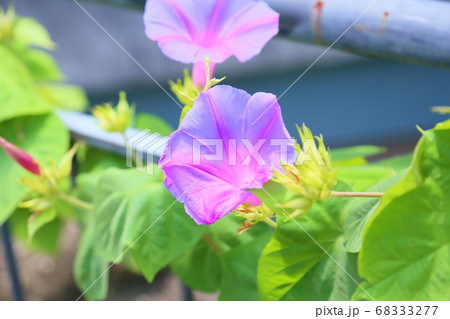 アサガオの花 アサガオの花 68333277