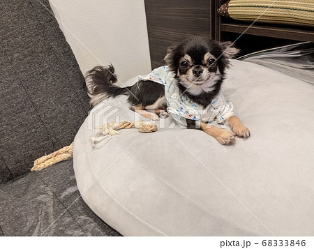 極小チワワの写真素材