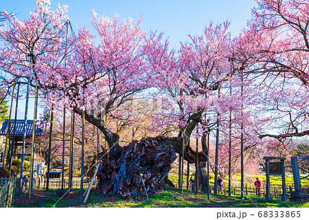 山高神代桜 （山梨県北杜市 実相寺） 2020年春の写真素材 [68333865