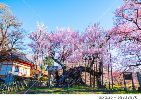 山高神代桜 (山梨県北杜市 実相寺) 2020年春 山高神代桜 (山梨県北杜市 実相寺) 2020年春 68333870