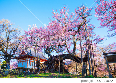 山高神代桜 (山梨県北杜市 実相寺) 2020年春 山高神代桜 (山梨県北杜市 実相寺) 2020年春 68333872