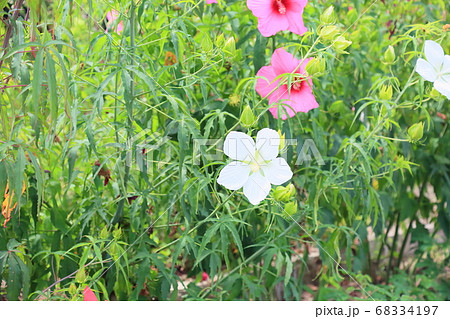 タイタンビカスの花 タイタンビカスの花 68334197