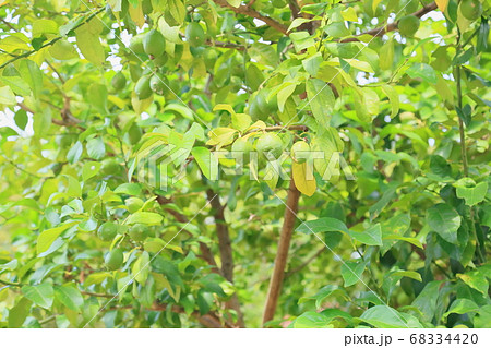 レモンの実 レモンの実 68334420