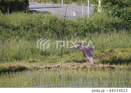 鳥追いカイト鷹 68334622