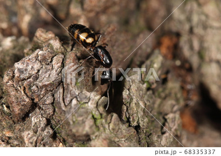 生き物　昆虫　ヨツボシオオアリ、腹部に四個の星・・・。この個体は六個になっていますがこれもアリ？ 68335337