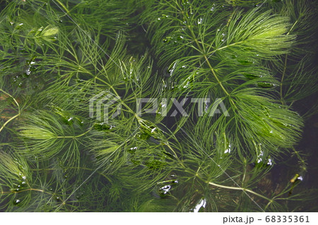 マツモ（松藻） 68335361