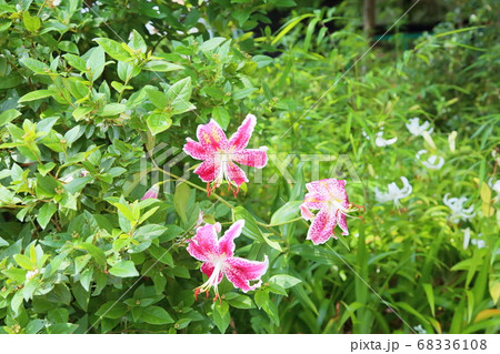 カノコユリの花 68336108