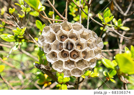 蜂の巣ですくすく成長する蜂の子の写真素材