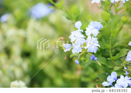 ルリマツリの花 68336392