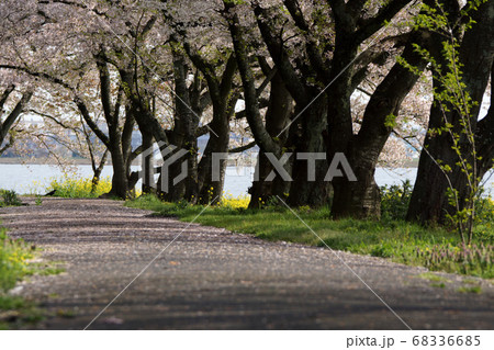鳥取 四季の散歩 春 青島 鳥取 四季の散歩 春 青島 68336685