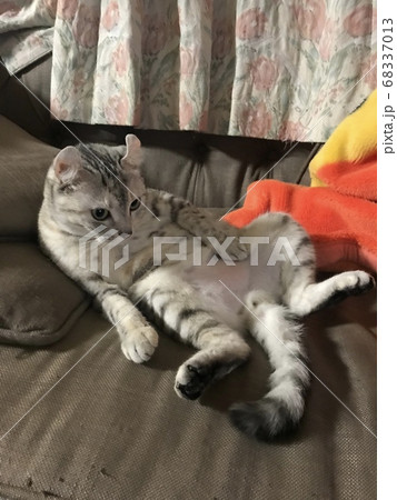 TVを見るアメリカンカール 68337013