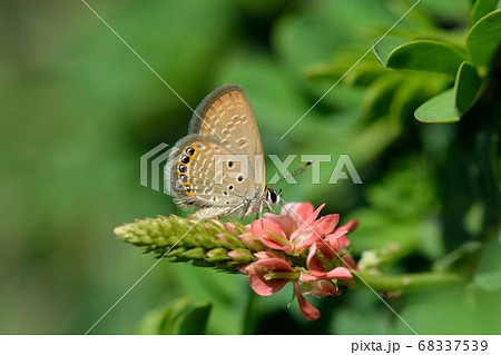 あげは蝶 キアゲハ 揚羽 68337539