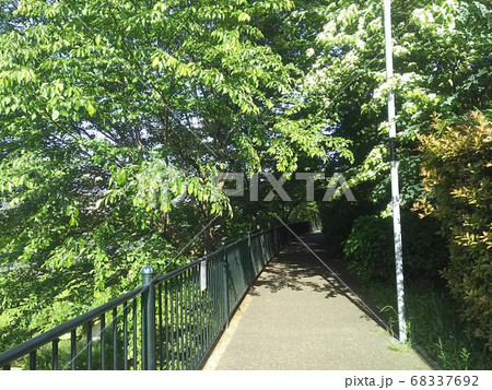 野川沿いの散歩道 野川沿いの散歩道 68337692