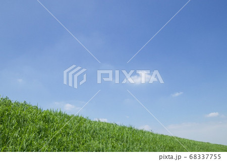 夏の草原の写真素材