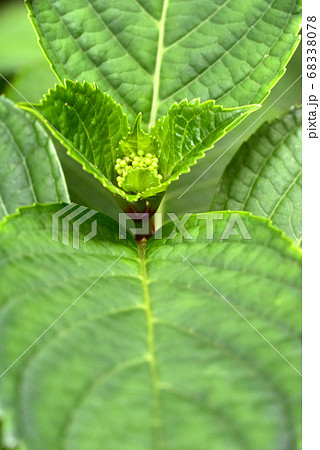 アジサイの新芽 アジサイの新芽 68338078