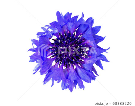 ヤグルマギクの花 切り抜き ヤグルマギクの花 切り抜き 68338220