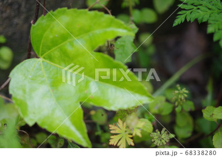 ヤツデの葉が左寄りあるアップ写真 68338280