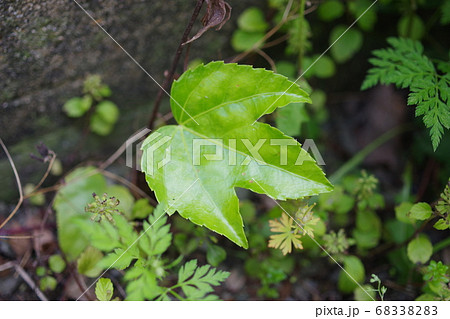 ブロック塀脇に生えたヤツデの写真 68338283
