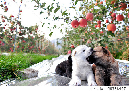 犬 子犬 フルーツ 68338467