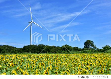 ひまわり　風力発電　夏　あわら夢ぐるま公園 68338601