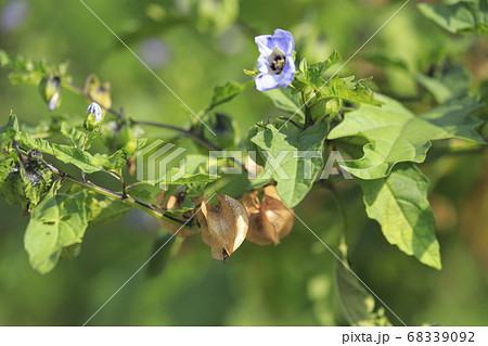 クロホオズキ（黒鬼灯） 68339092