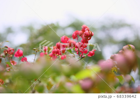 コマユミの葉 紅葉 コマユミの葉 紅葉 68339642