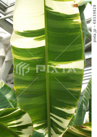 模様がきれいな斑入りバナナの巨大な葉 68339828