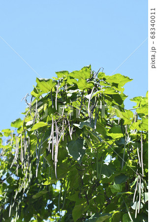 Common catalpa Common catalpa 68340011