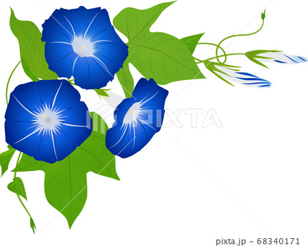 朝顔 ベクター イラスト 角用 左上 #01 68340171