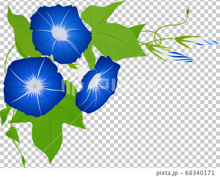 朝顔 ベクター イラスト 角用 左上 #01 68340171