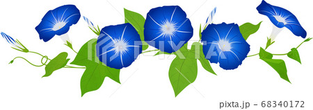 朝顔 ベクター イラスト 横並び #01 68340172
