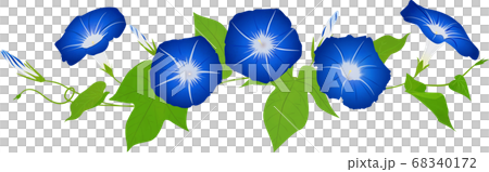 朝顔 ベクター イラスト 横並び #01 68340172
