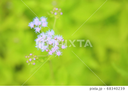 ユーパトリウムの花 68340239