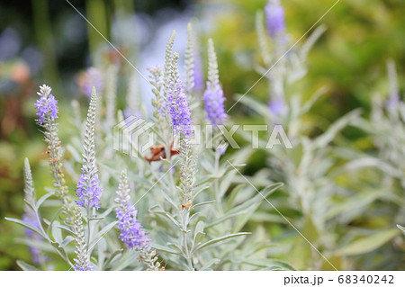 トウテイランの花 68340242
