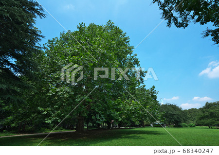 砧公園にある樹高約24メートルのアメリカスズカケノキ 68340247