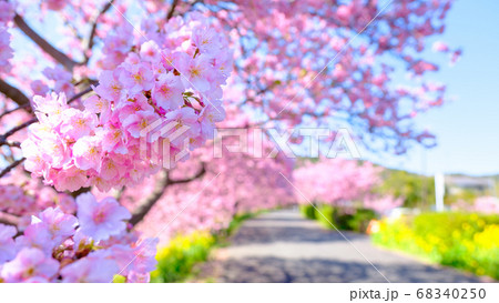 南伊豆町・下賀茂の河津桜 68340250