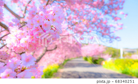 南伊豆町・下賀茂の河津桜　（ソフトフォーカス） 68340251