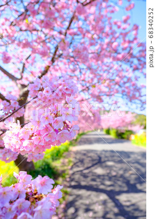 南伊豆町・下賀茂の河津桜 南伊豆町・下賀茂の河津桜 68340252