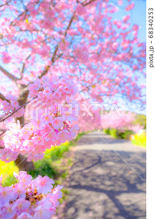 南伊豆町・下賀茂の河津桜 (ソフトフォーカス) 南伊豆町・下賀茂の河津桜 (ソフトフォーカス) 68340253
