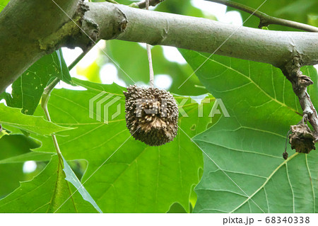 アメリカスズカケノキの実と葉の写真素材