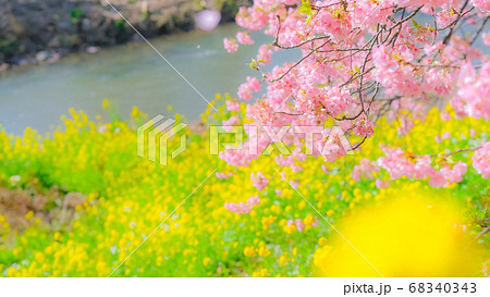 南伊豆町・下賀茂の河津桜　（ソフトフォーカス） 68340343