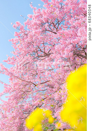 南伊豆町・下賀茂の河津桜　（ソフトフォーカス） 68340348