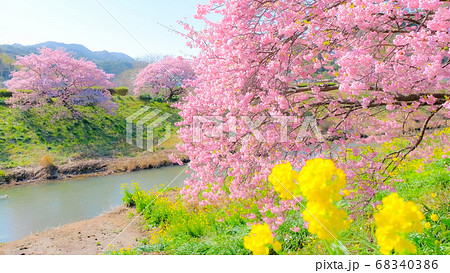 南伊豆町・下賀茂の河津桜 (ソフトフォーカス) 南伊豆町・下賀茂の河津桜 (ソフトフォーカス) 68340386