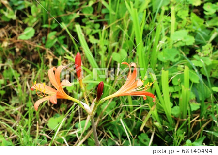 今年も咲き始めたキツネノカミソリ(狐の剃刀)が綺麗です! 今年も咲き始めたキツネノカミソリ(狐の剃刀)が綺麗です! 68340494