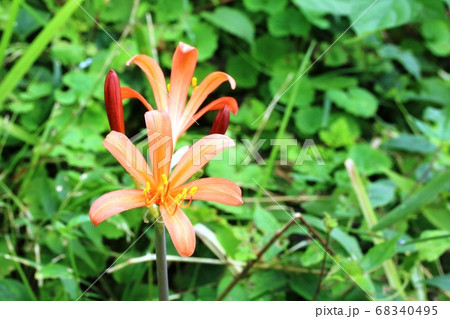 今年も咲き始めたキツネノカミソリ(狐の剃刀)が綺麗です! 今年も咲き始めたキツネノカミソリ(狐の剃刀)が綺麗です! 68340495