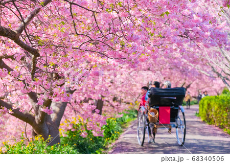 南伊豆町・下賀茂の河津桜 68340506