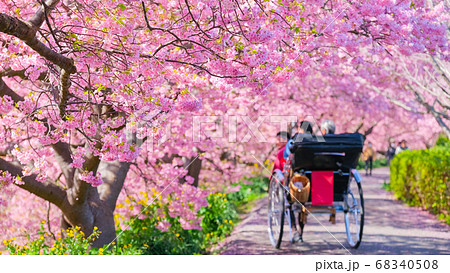 南伊豆町・下賀茂の河津桜 南伊豆町・下賀茂の河津桜 68340508