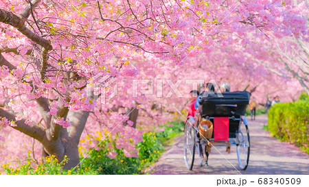 南伊豆町・下賀茂の河津桜　（ソフトフォーカス） 68340509