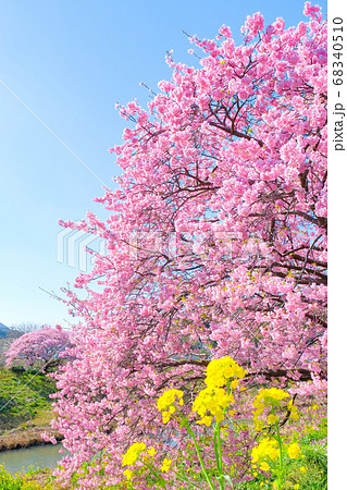 南伊豆町・下賀茂の河津桜 68340510